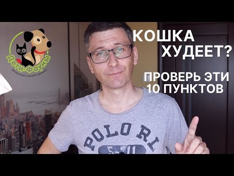 Видео: Почему худеет кошка? 10 распространенных причин