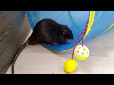 Видео: лайфхак для крыс