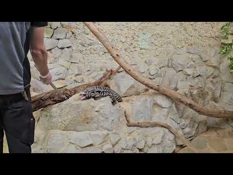 Видео: Наш визит в Аллигатор Бей 2024 . Alligators Bay