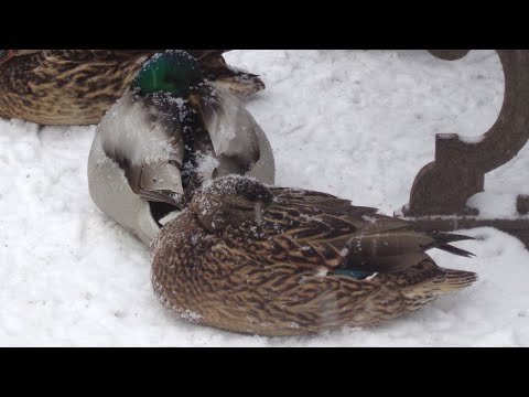 Видео: Год из жизни крякв.  Часть 3.  Разгар зимы.