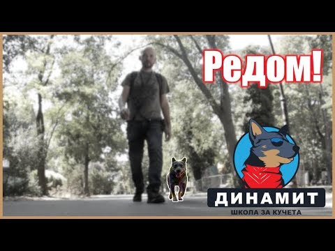 Видео: Kaк да научим кучето на Редом (Част 2)