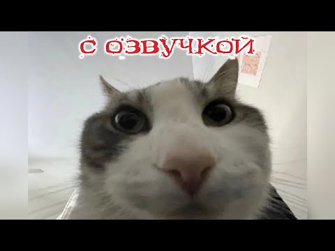 Видео: Приколы с котами! С ОЗВУЧКОЙ! - ДО СЛЁЗ! Смешные коты! Самые смешные животные!