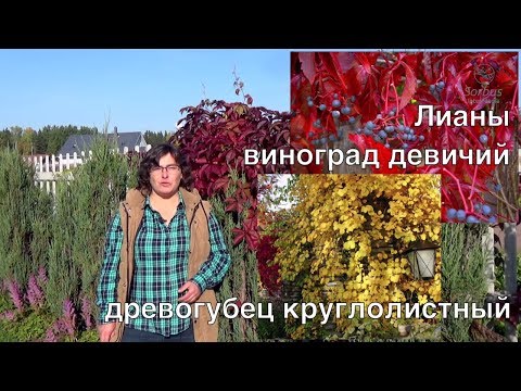 Видео: Лианы - виноград девичий и древогубец круглолистный.