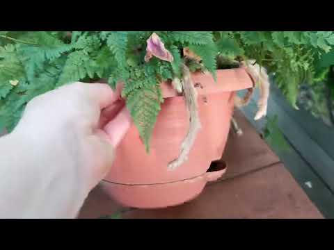 Видео: ДАВАЛИЯ, 1,5 года, спустя деления и пересадки.