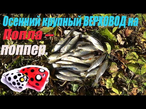 Видео: Осенний крупный ВЕРХОВОД на Попла--поппер.Река Тясмин.