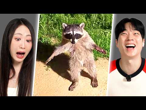 Видео: Самые смешные видео с животными | Y