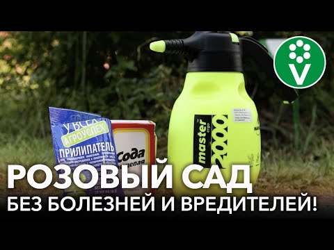 Видео: ВОЛШЕБНОЕ СРЕДСТВО ДЛЯ РОЗ ОТ БОЛЕЗНЕЙ И ВРЕДИТЕЛЕЙ! Шикарный розовый сад без использовании химии