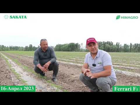 Видео: ЖУДА ХАМ КЎП САВОЛЛАРГА ЖАВОБ ФЕРРАРИ F1 ШИРИН ҚАЛАМПИРИ. ЭНДИ ДАЛАДА