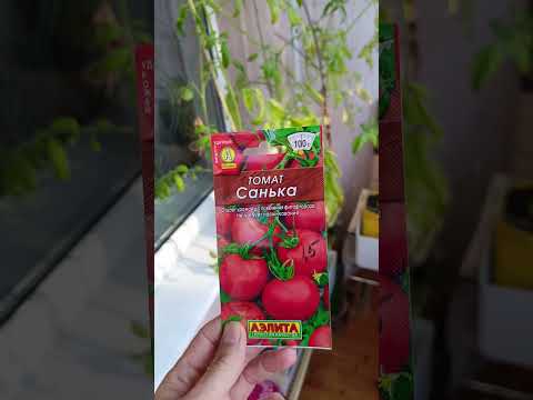 Видео: Огородик 31 августа 2025 г.