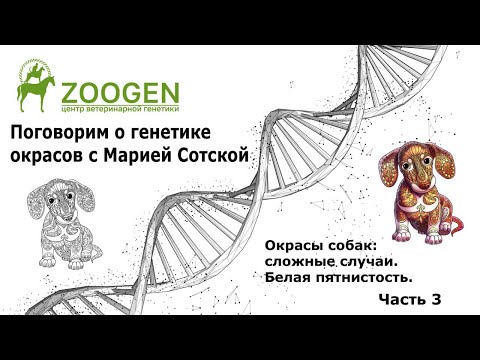 Видео: Поговорим о генетике окрасов собак с Марией Сотской. Часть 3.