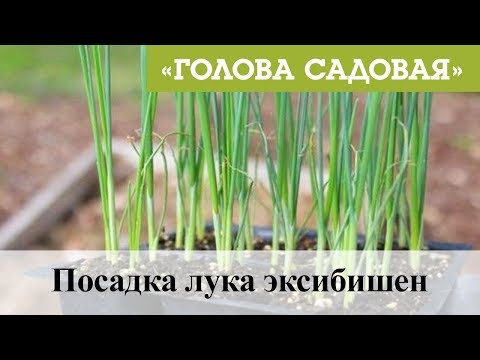 Видео: Голова садовая - Посадка лука эксибишен
