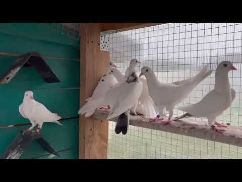 Видео: Бакинские голуби от Рахмана ( Московская область)