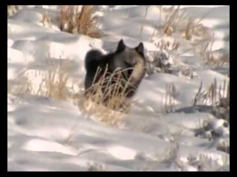 Видео: Клип про волков  ЗАДУМАЙТЕСЬ!