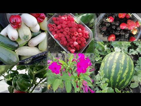 Видео: Vlog з моєї ДаЧі🤗Огляд городини☺️Збираю врожай🍓🌽🍆Посіяла знов огірки🥒