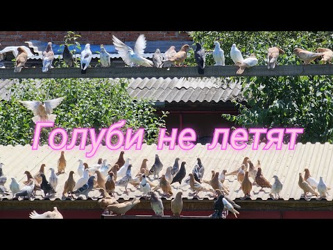 Видео: Ну не летят голуби