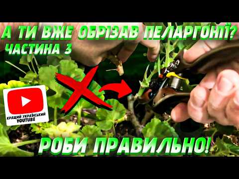 Видео: Обрізка пеларгоній. Частина 3. Трирічна пеларгонія. Золотий період для пеларгоній. Моя схема обрізки