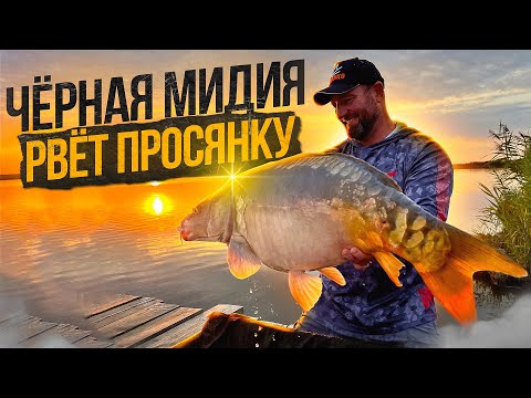 Видео: Огромные Карпы водоема "Разлив" !!! Новые Рекорды !!!