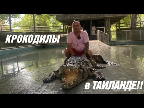Видео: КРОКОДИЛЫ В ТАИЛАНДЕ! ИГРА СО СМЕРТЬЮ - НИКОГДА ТАК НЕ ДЕЛАЙТЕ!