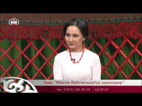 Видео: Кыргыз таануу:  Малга байланыштуу ырымдар