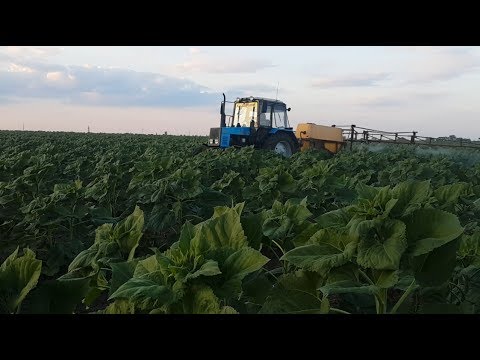 Видео: Листьевая подкормка подсолнечника 10.07.2017.