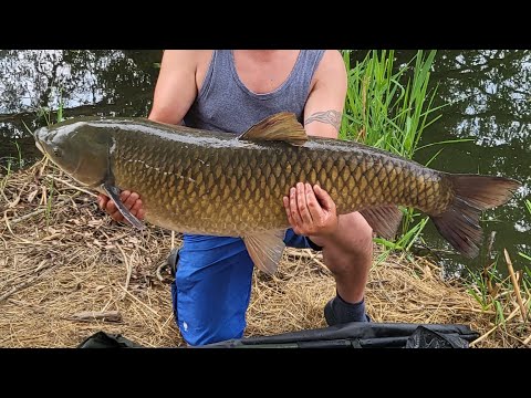 Видео: Трофейный Амур на хлеб летом. 25,5 кг Рыбалке в Германии Бавария река Майн.