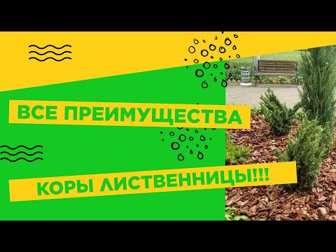 Видео: КОРА СИБИРСКОЙ ЛИСТВЕННИЦЫ - ДЛЯ ЧЕГО НУЖНА