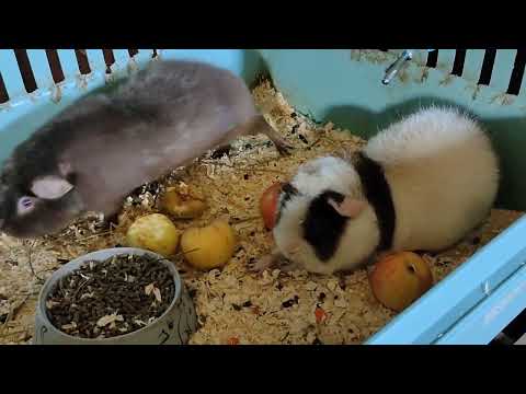 Видео: Морские свинки питомника Мари Мистик