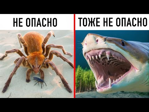 Видео: 15 Страшных, но не Опасных Животных