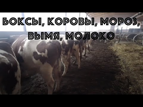 Видео: Боксовое открытое содержание дойных коров в метель