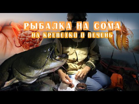 Видео: СУПЕР рыбалка на СОМА || КРЕВЕТКИ против ПЕЧЕНИ || СОМ на ПЕЧЕНЬ || СОМ на КРЕВЕТКИ