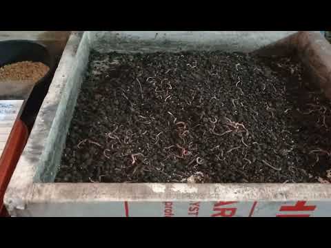 Видео: Рассаживаю малька