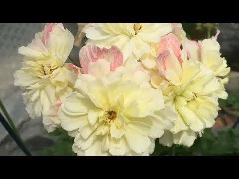 Видео: Новые сорта пеларгоний! Супер классная посылка, распаковываю с вами!