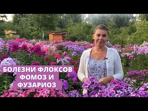 Видео: Болезни флоксов. Лечим фомоз и фузариоз