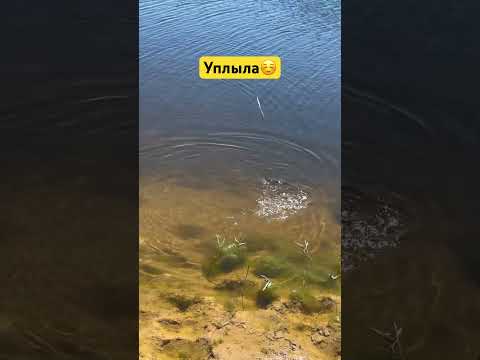 Видео: #врек #рыбалка #рек #fishing #shortsvideo #shorts #казахстан #рыбалканапоплавок #fish #fishing