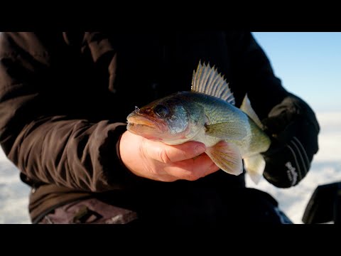Видео: Гигантский окунь и южнодакотский судак — подробный обзор на открытом воздухе, сезон 16, серия 7