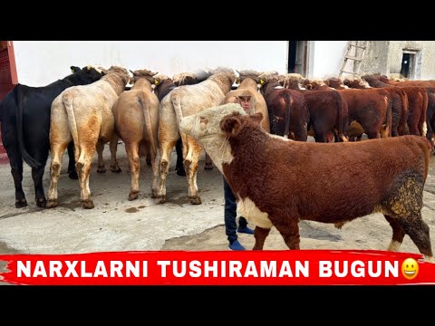 Видео: CHEMPION N1 BUQALARNI ARZON JOYIGA KELDIK✅✅✅14 ноября 2025 г.