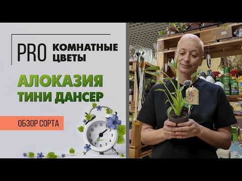 Видео: Алоказия Тини Дансер. Обзор сорта. Танцующая и воздушная. Миниатюрная балерина из мира флоры.