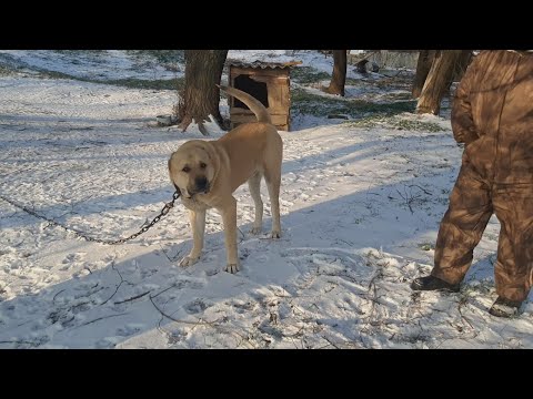 Видео: Питомник Рамзана Гайсултанова р.Калмыкия! 13.03.2022г. часть-2