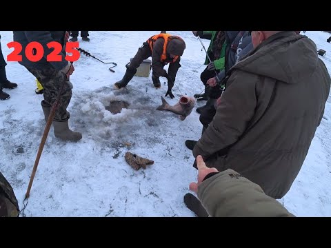 Видео: 2025 ТОЛСТОЛОБ на 11кг, ну а я СИНЦА НА ГИРЛЯНДУ. Рыбалка. Беларусь.Паровоз.