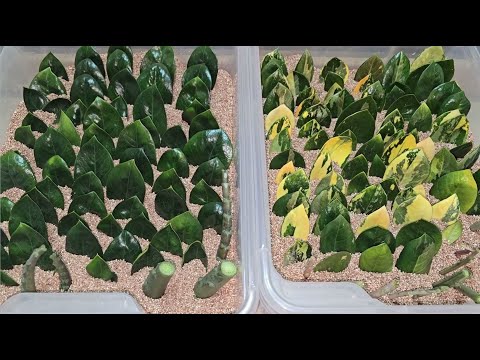 Видео: Как быстро размножить ЗАМИОКУЛЬКАС, проверенная система и подкормки, сажаем оптом