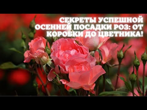 Видео: Секреты успешной осенней посадки роз: от коробки до цветника!