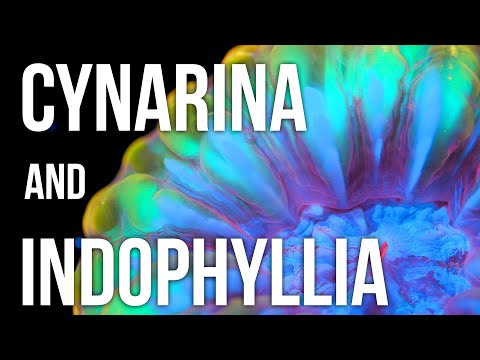 Видео: Советы по уходу за кораллами Cynarina и Indophyllia