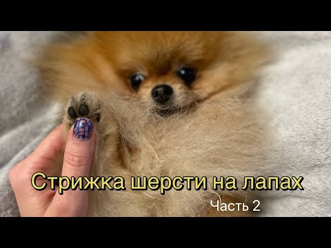 Видео: Стрижка шерсти на лапах шпица. Маникюр и педикюр собаке. Уход за лапами Микусика. Часть 2