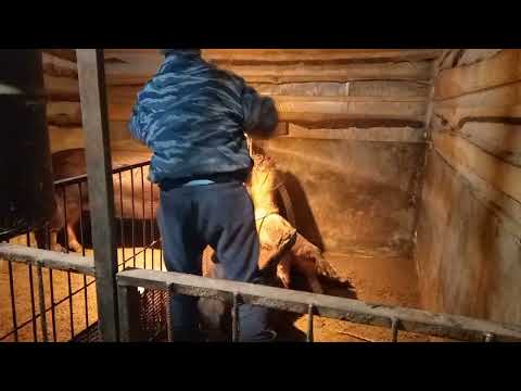 Видео: ‼️Кастрация хряка в одного,  возраст 2 года ❗️