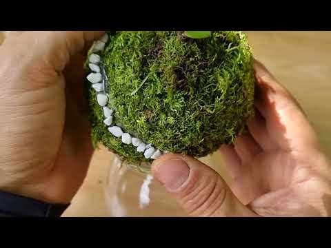 Видео: Как сделать кокедама с нефритовым деревом и мини -маленьким домом | Учебное пособие по ремеслу