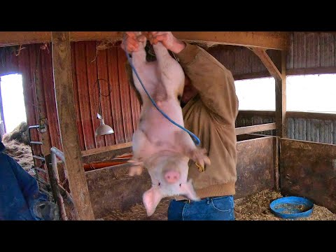 Видео: Один плохой день для поросят