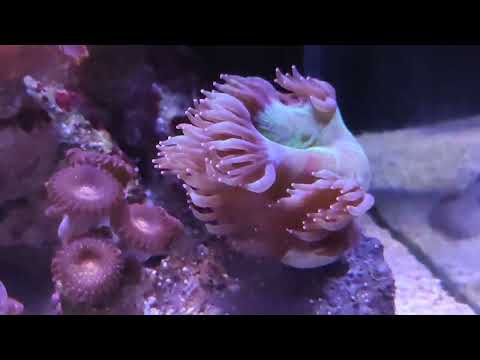 Видео: Морской аквариум .11 месяцев с запуска.