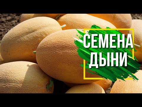 Видео: Лучшие Сорта Дыни Для Средней Полосы ✔️  Какие семена Дыни выбрать 🍈