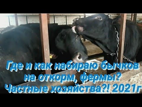 Видео: В каком возрасте выгоднее ставить бычков на откорм?! Где и как я закупаю бычков.fattening bulls