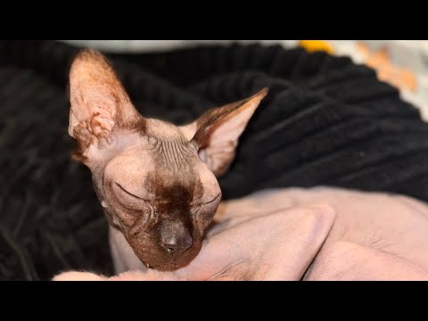 Видео: Мой котик